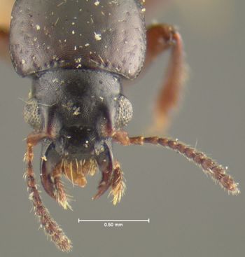 Media type: image;   Entomology 24072 Aspect: head dorsal view